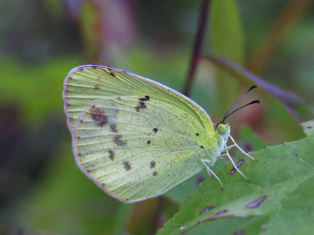 Little Yellow female